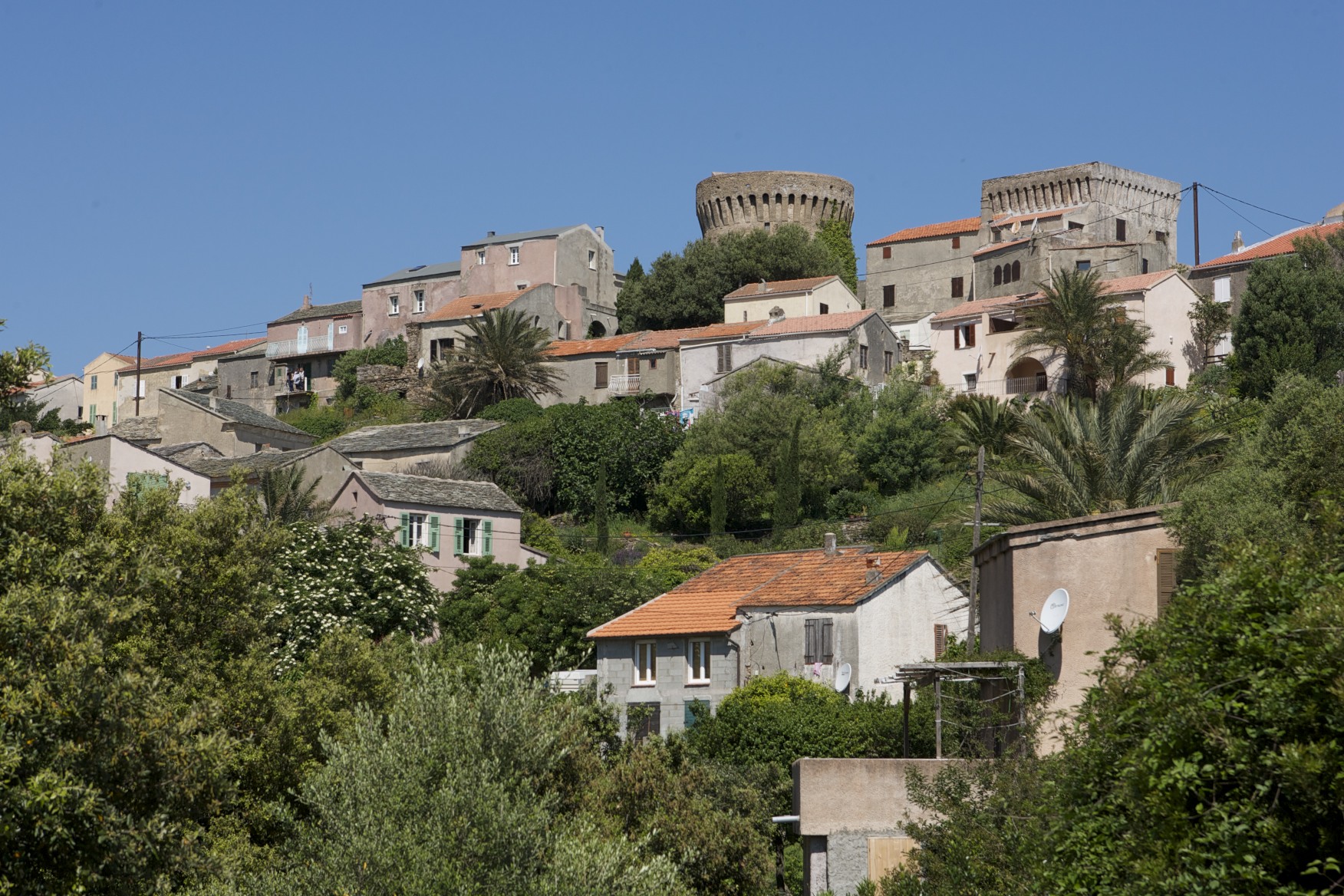 Tomino Sacré Cap Corse